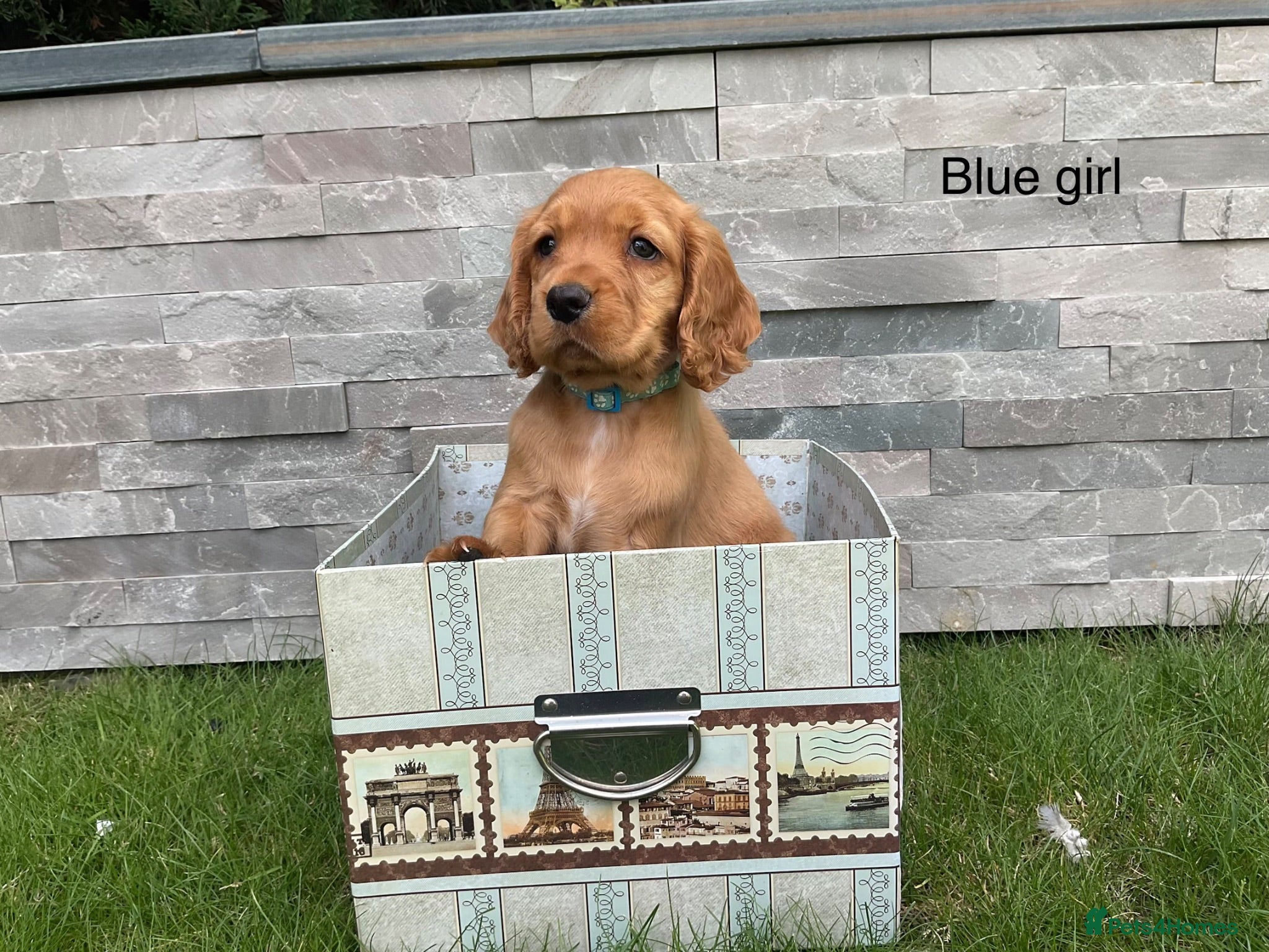 Cocker Spaniel dogs Hereditary clear working cocker spaniels - Advert 2