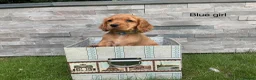 Cocker Spaniel dogs for sale: Hereditary clear working cocker spaniels - Advert 5