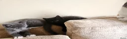 Mixed Breed cats for sale: 3 Beautiful Kittens for sale - Advert 11