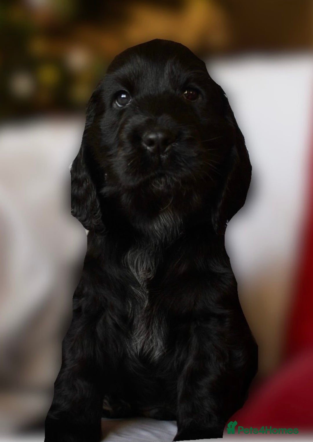 Cocker Spaniel dogs for sale: KC Registered Show Cocker Spaniel Puppies - Advert 10