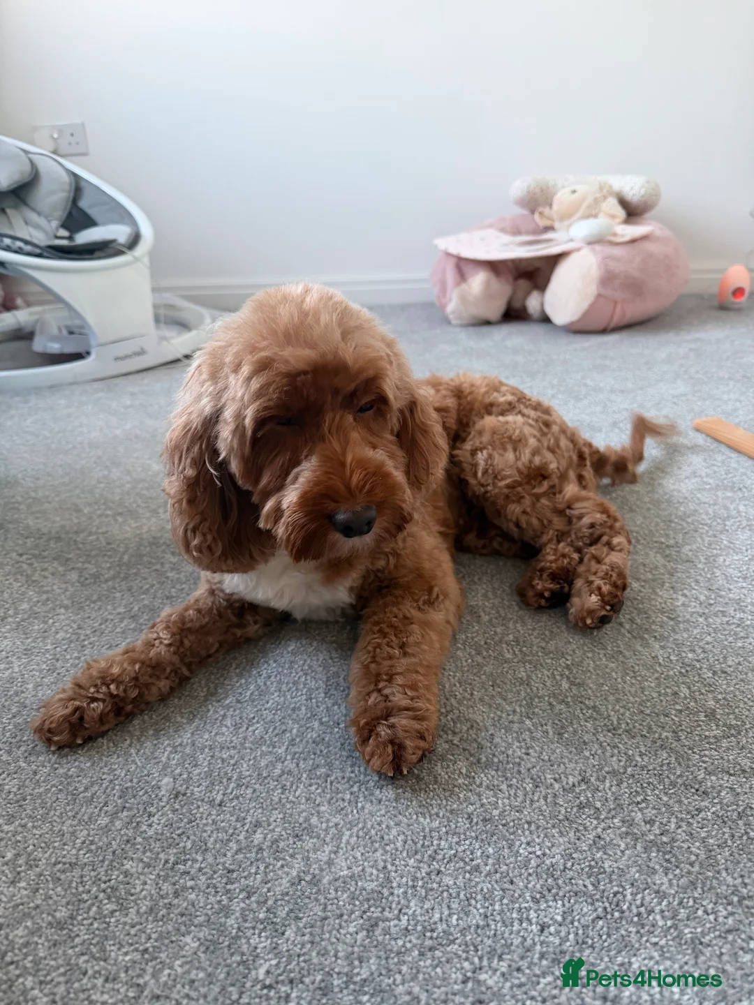 Cockapoo dogs for sale: Skye ⭐️ - Advert 4