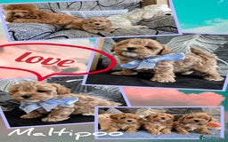 Maltipoo dogs for sale: Small Maltipoo boys ❤️❤️❤️ READY NOW 🫶 - Image 13