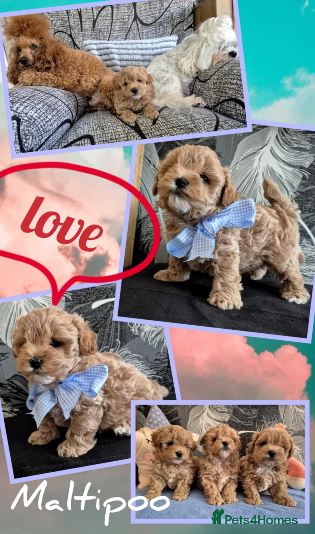 Maltipoo dogs for sale: Small Maltipoo boys ❤️❤️❤️ READY NOW 🫶 - Image 13