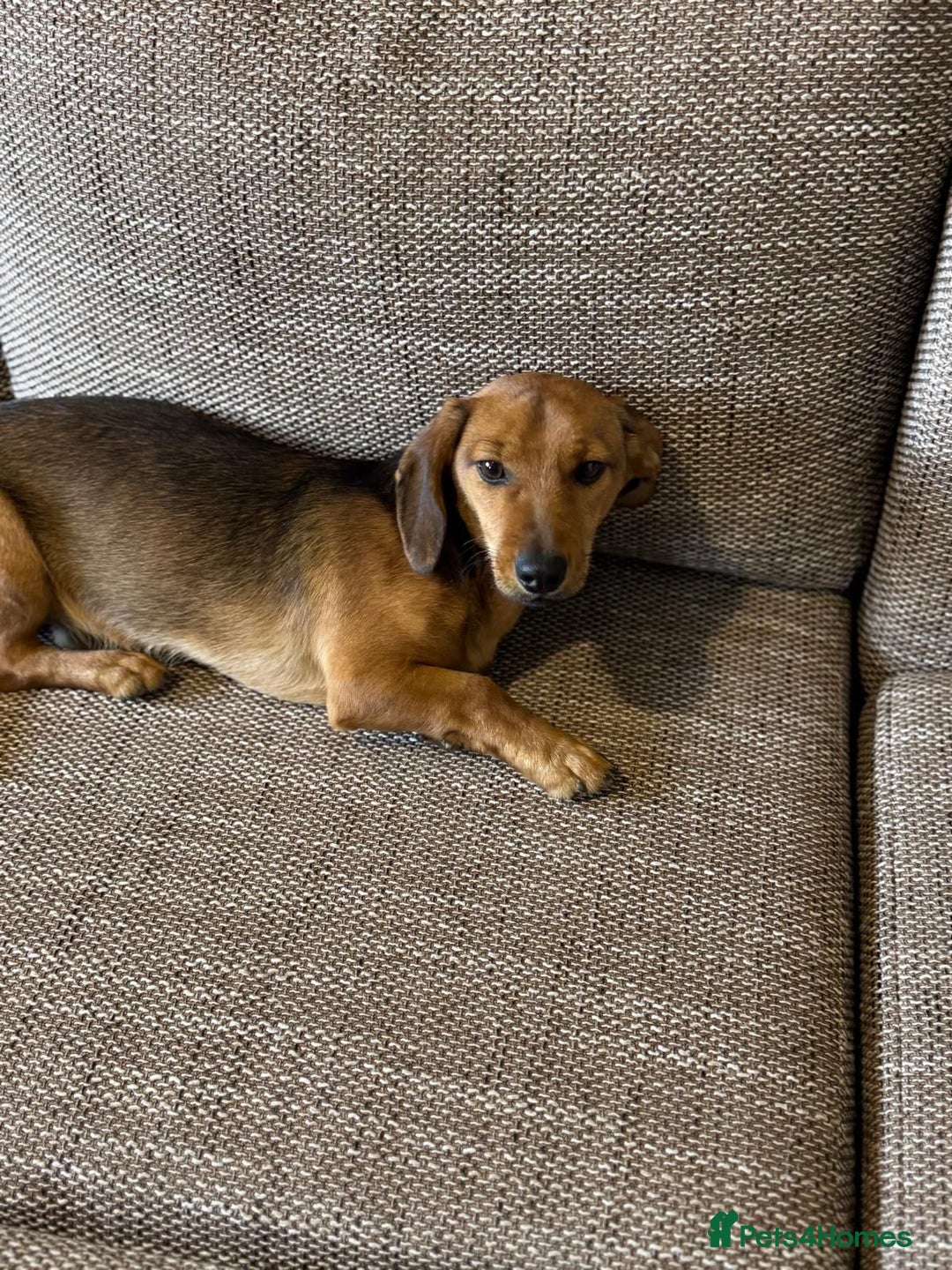 Mixed Breed dogs for adoption: Cutie pie Alex ready for his home - Advert 7