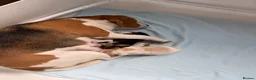 Beagle dogs for sale: Beagle pups both female 1 tri and one lemon - Advert 14