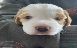 Mixed Breed dogs for sale: Sprocker puppies - Image 7