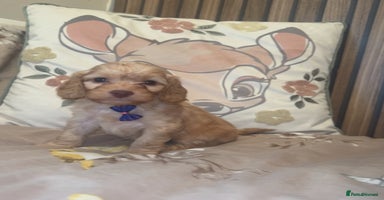 Cockapoo dogs - Advert 4