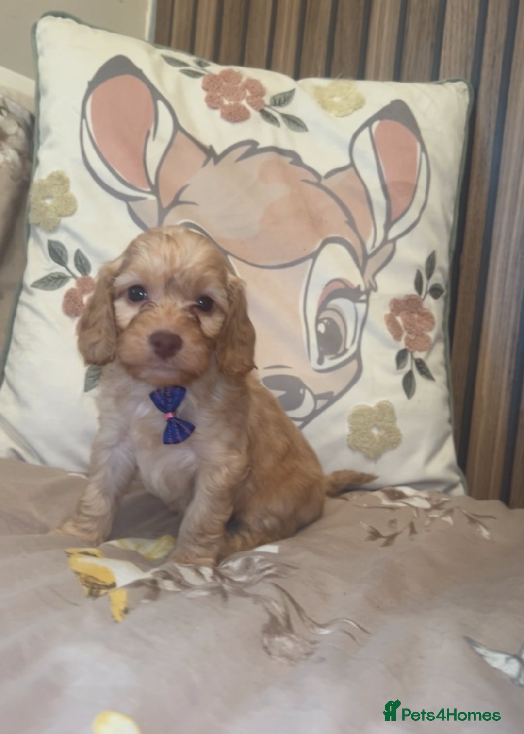 Cockapoo dogs for sale: Miniature toy poodle cockapoos available soon ❤️ - Image 2