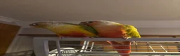 Conures birds for sale: 2 beautiful gccs looking for a new home - Advert 3