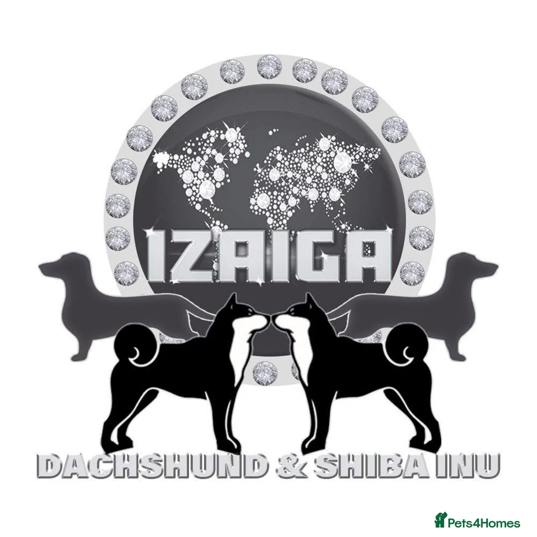 Japanese Shiba Inu dogs for sale: “KC Shiba Inu Puppies – Champion Bloodlines ❤️🏆” - Advert 16