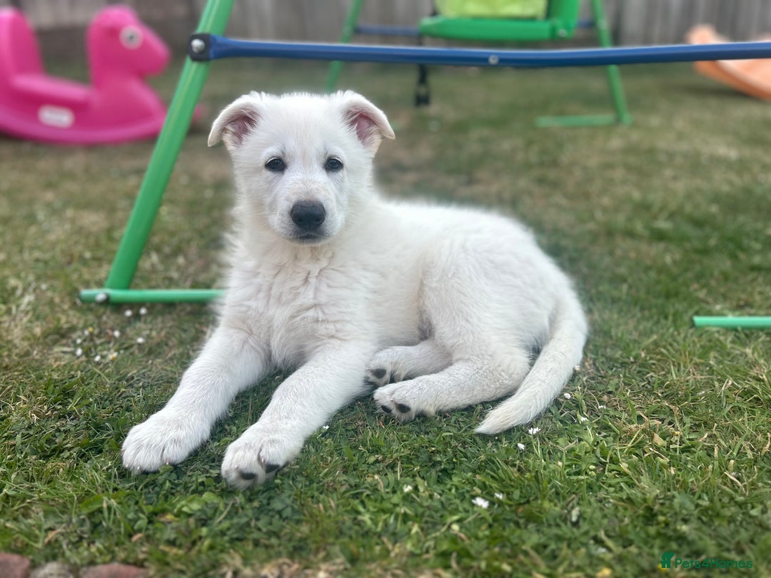 German Shepherd dogs for sale: 6 month old white German Shepard male - Image 4