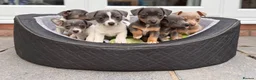 Jack Russell dogs for sale: Beautiful baby jack russells ready now - Advert 1