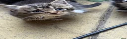 Mixed Breed cats for sale: Kitten for sale in Bilston - Advert 4