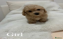 Maltipoo dogs for sale: Adorable Maltipoo Pups - Image 7