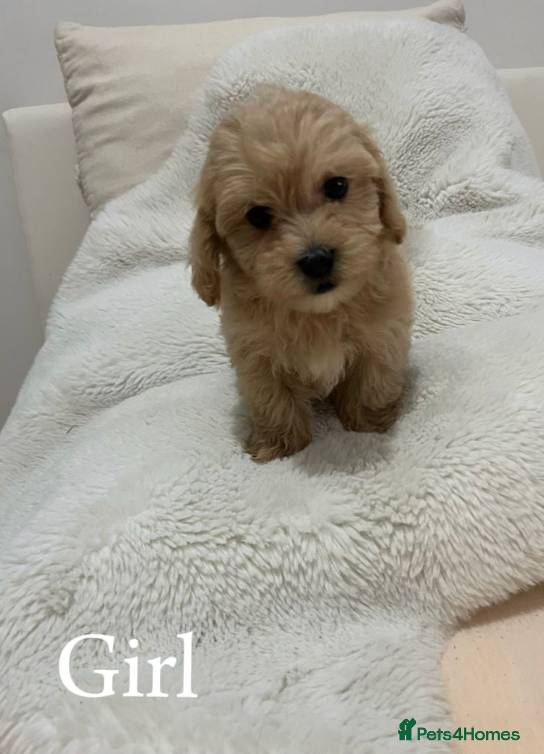 Maltipoo dogs for sale: Adorable Maltipoo Pups - Image 7