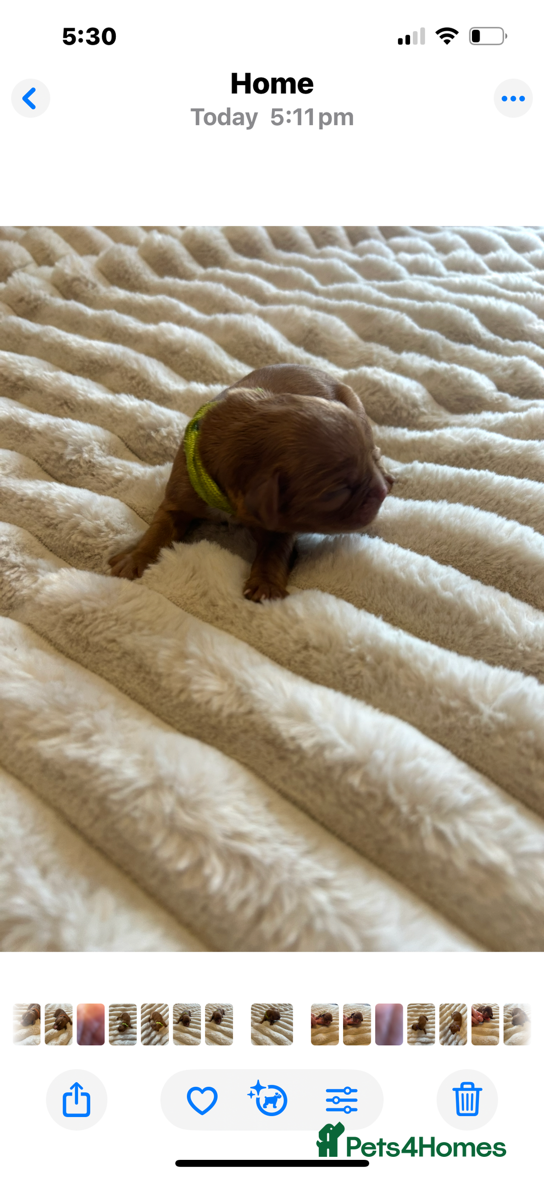 Cavalier King Charles Spaniel dogs for sale: KC CAVALIER KING CHARLES  - Image 11