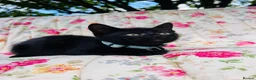 Mixed Breed cats for sale: *READY NOW* 5 Beautiful, Confident Kittens - Advert 18
