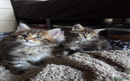 Maine Coon cats for sale: 2 Gorgeous Mane Coon Kittens  - Image 12