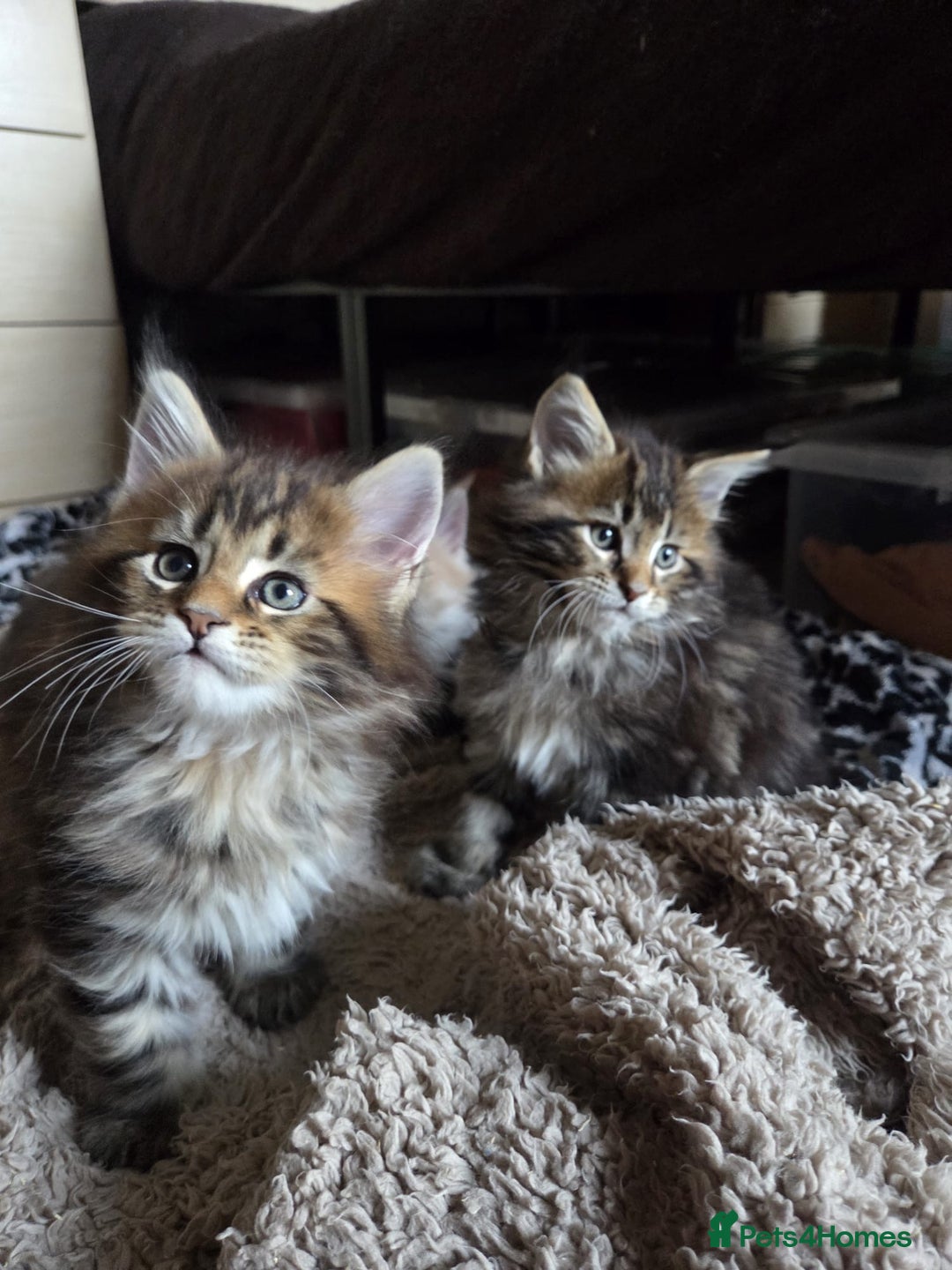 Maine Coon cats for sale: 2 Gorgeous Mane Coon Kittens  - Image 12