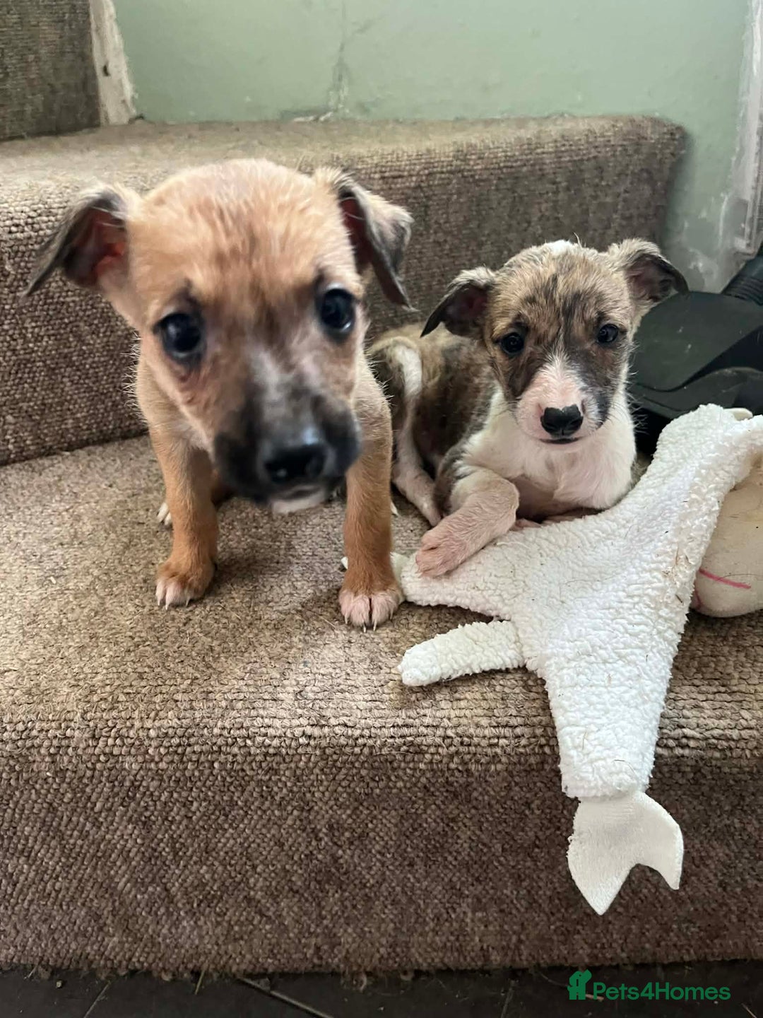 Mixed Breed dogs for sale: Gorgeous lurcher puppies - Advert 1
