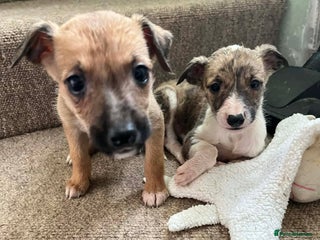 Mixed Breed dogs Gorgeous lurcher puppies - Advert 1