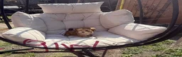 Yorkshire Terrier dogs for sale: Miniature Yorkshire Terrier  - Advert 11