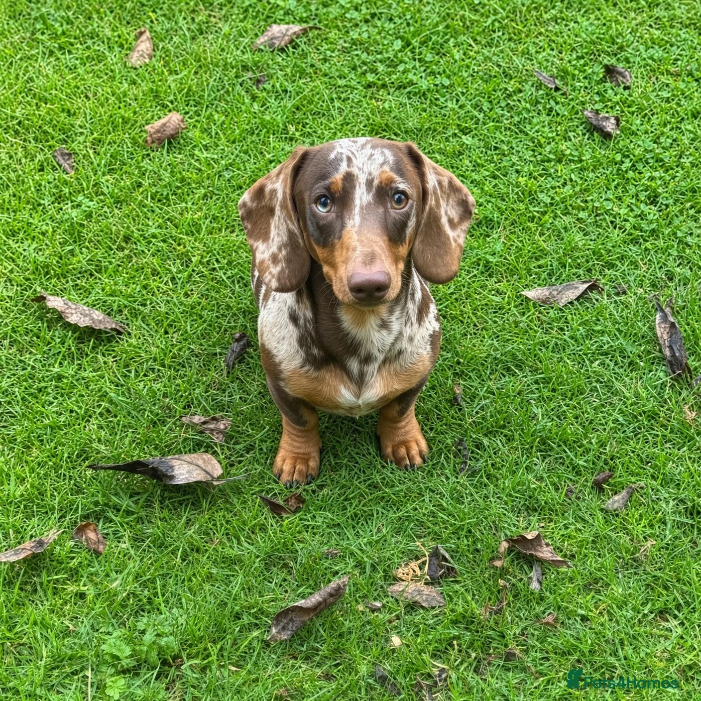 Miniature Dachshund dogs Stud Dog Miniature Dapple Smooth Haired Dachshund - Advert 1