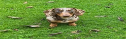 Miniature Dachshund dogs for stud: Stud Dog Miniature Dapple Smooth Haired Dachshund - Advert 1