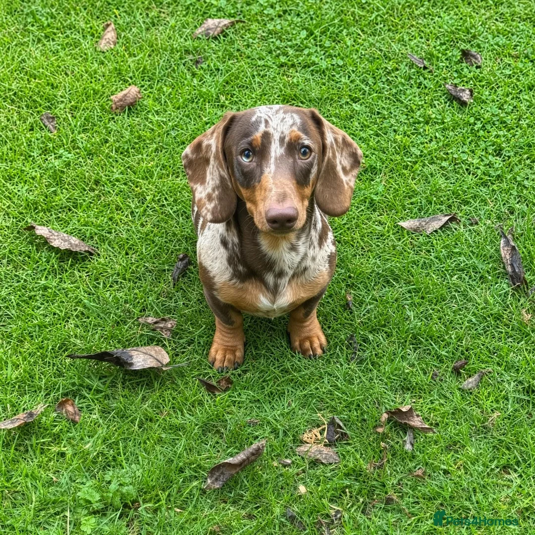 Miniature Dachshund dogs for stud: Stud Dog Miniature Dapple Smooth Haired Dachshund - Advert 1