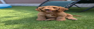 Cockapoo 2
