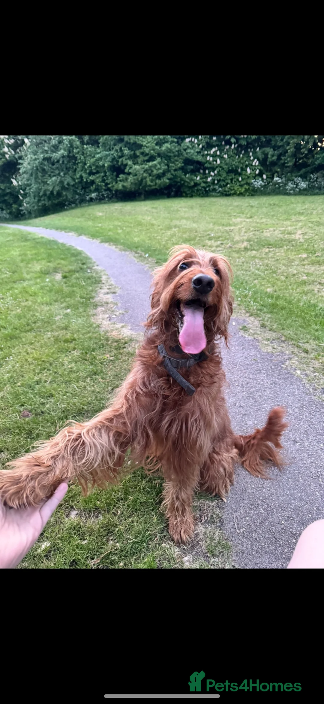 Goldendoodle dogs for sale: 🐾7 beautiful goldendoodles ready now🐾 - Advert 2