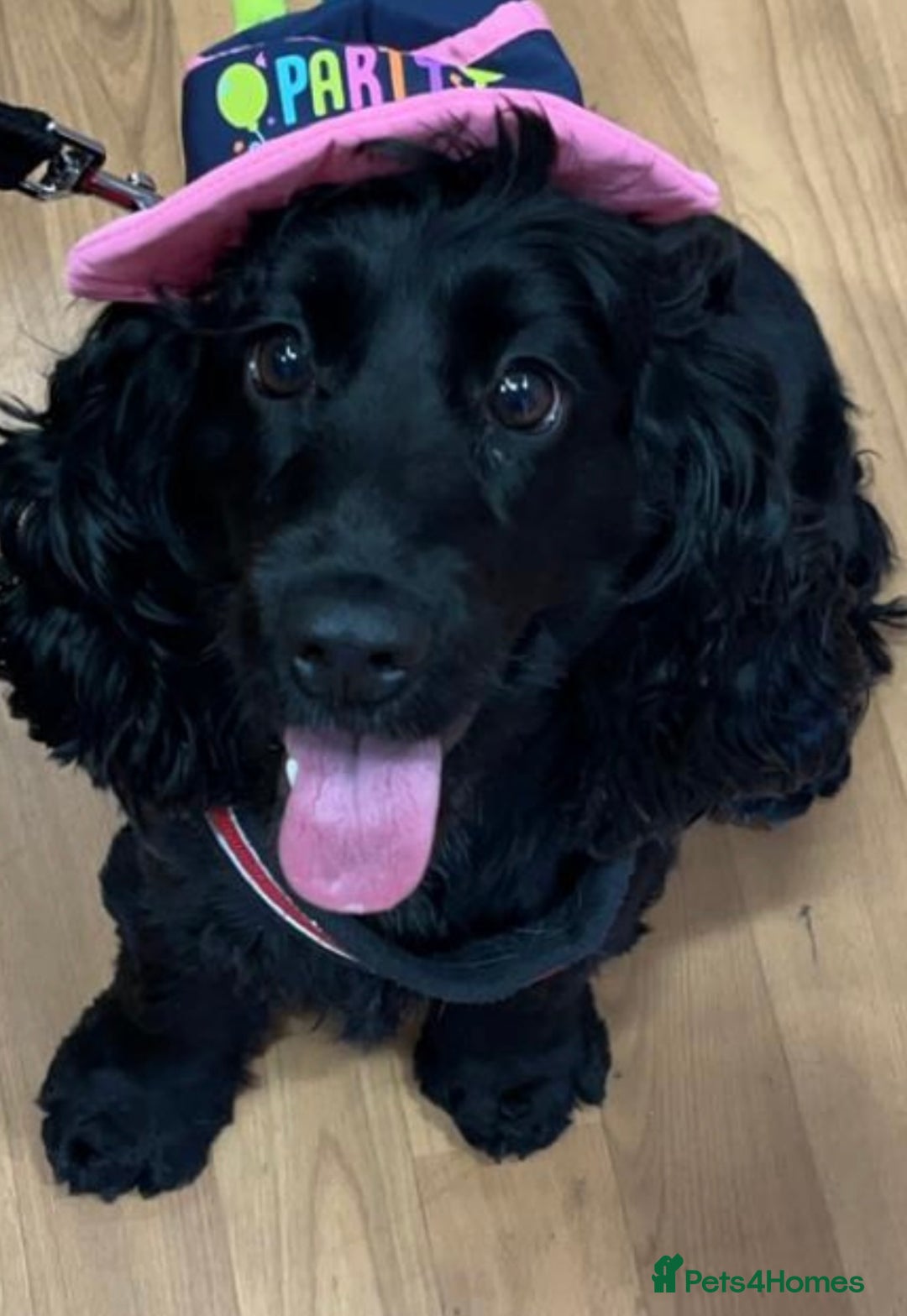 Cocker Spaniel dogs for sale: 🐶 COCKER SPANIEL PUPPIES 🐶  - Advert 6