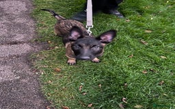 Belgian Shepherd Dog dogs for sale: Top quality Belgian shepherd puppy  - Advert 1