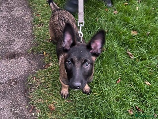 Belgian Shepherd Dog dogs for sale: Top quality Belgian shepherd puppy - Advert 1
