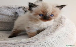 Ragdoll cats for sale: INDOOR FULL PEDIGREE RAGDOLL KITTENS - Image 18