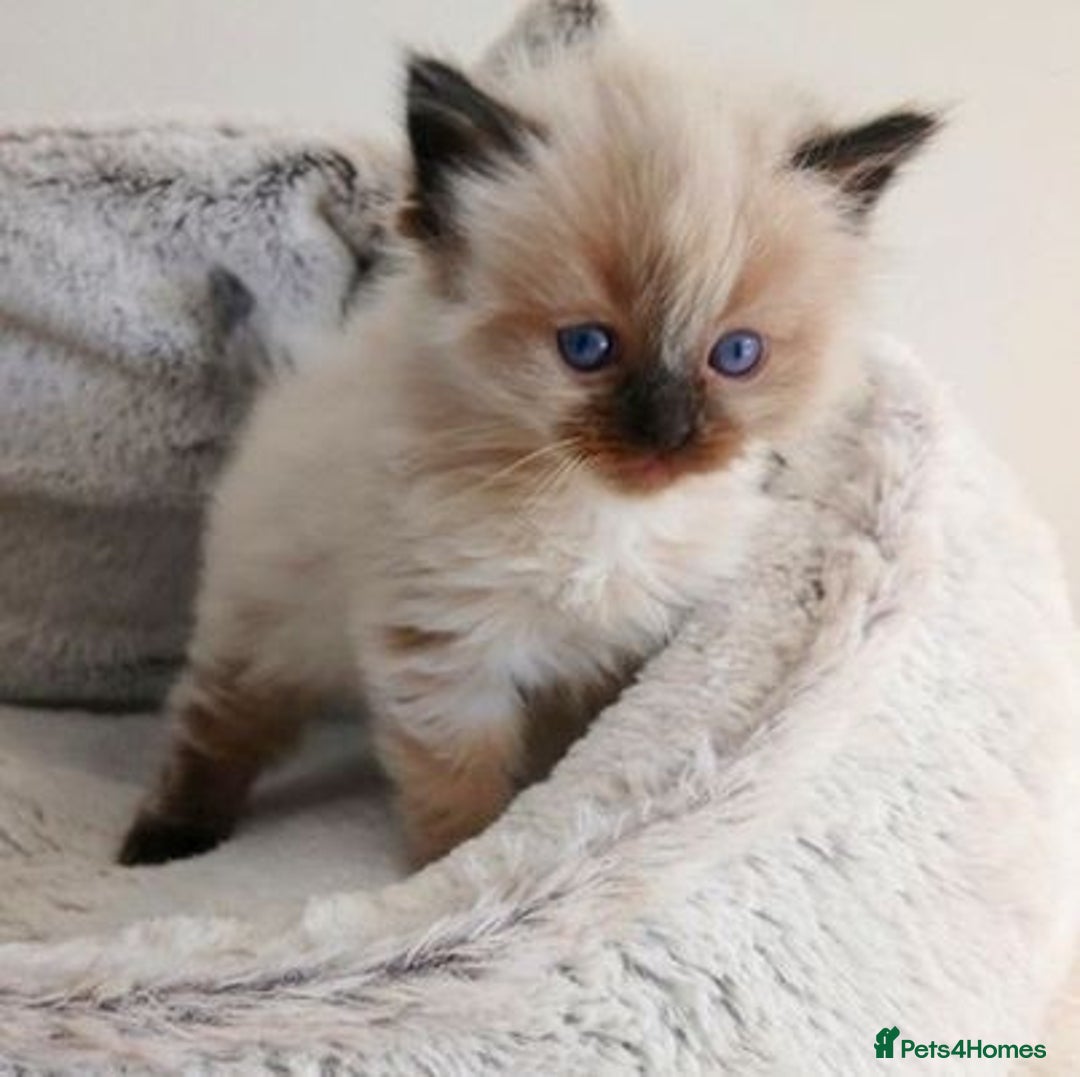 Ragdoll cats for sale: INDOOR FULL PEDIGREE RAGDOLL KITTENS - Image 18