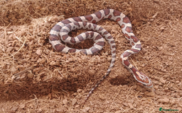 Corn Snake reptiles for sale: Beautiful & Handled Corn Snake Babies - Ready Now! - Image 4