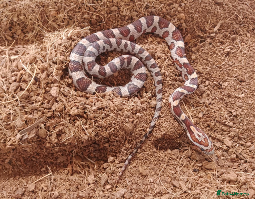 Corn Snake reptiles for sale: Beautiful & Handled Corn Snake Babies - Ready Now! - Image 4