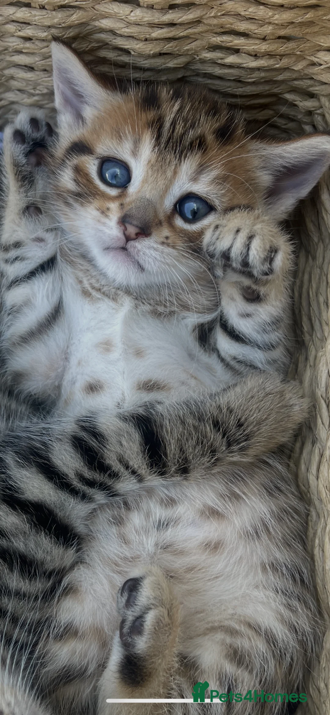 Mixed Breed cats for sale: Kittens  in Birmingham - Advert 2