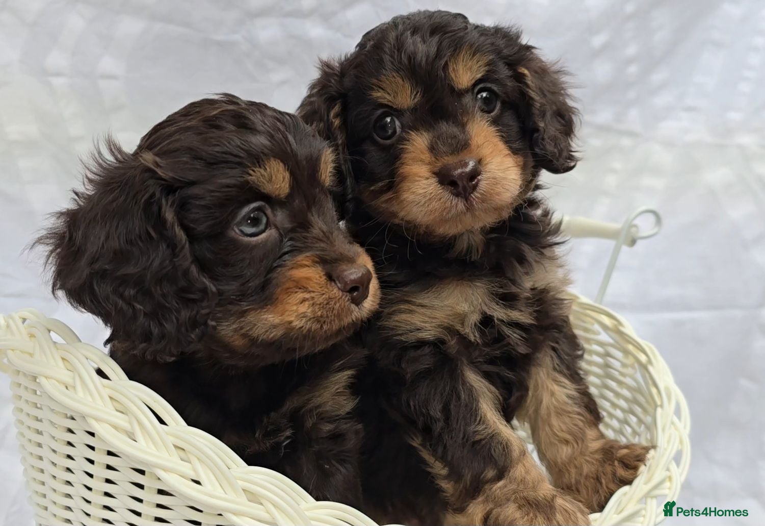 Cavapoo dogs F1 dark Chocolate/Tan Mini Cavapoo puppies  - Advert 17