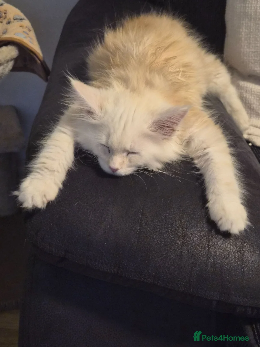 Maine Coon cats for sale: Mainecoon rehome asap - Advert 9