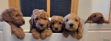 Goldendoodle dogs Beautiful F1B Goldendoodle Puppies DNA tested - Advert 14