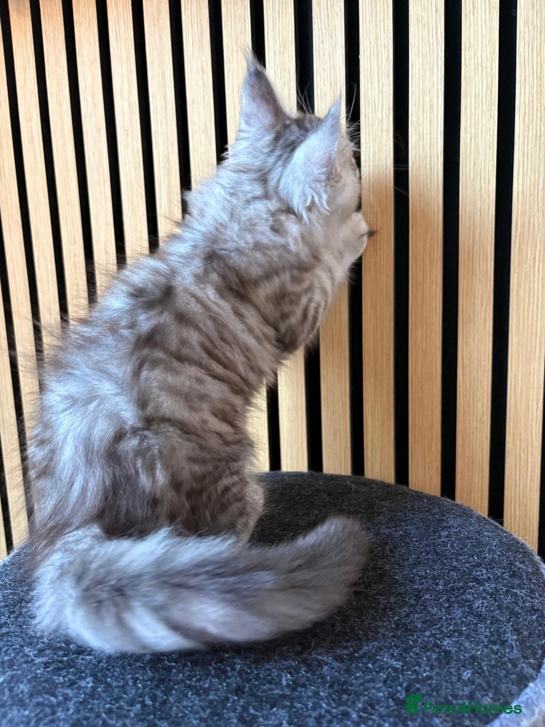 Maine Coon cats for sale: XL Maine Coon Kittens for Sale – TICA Reg - Advert 26