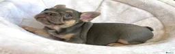 French Bulldog dogs for sale: 2 LEFT!! TOP QUALITY FRENCH BULLDOG PUPPIES - Advert 8
