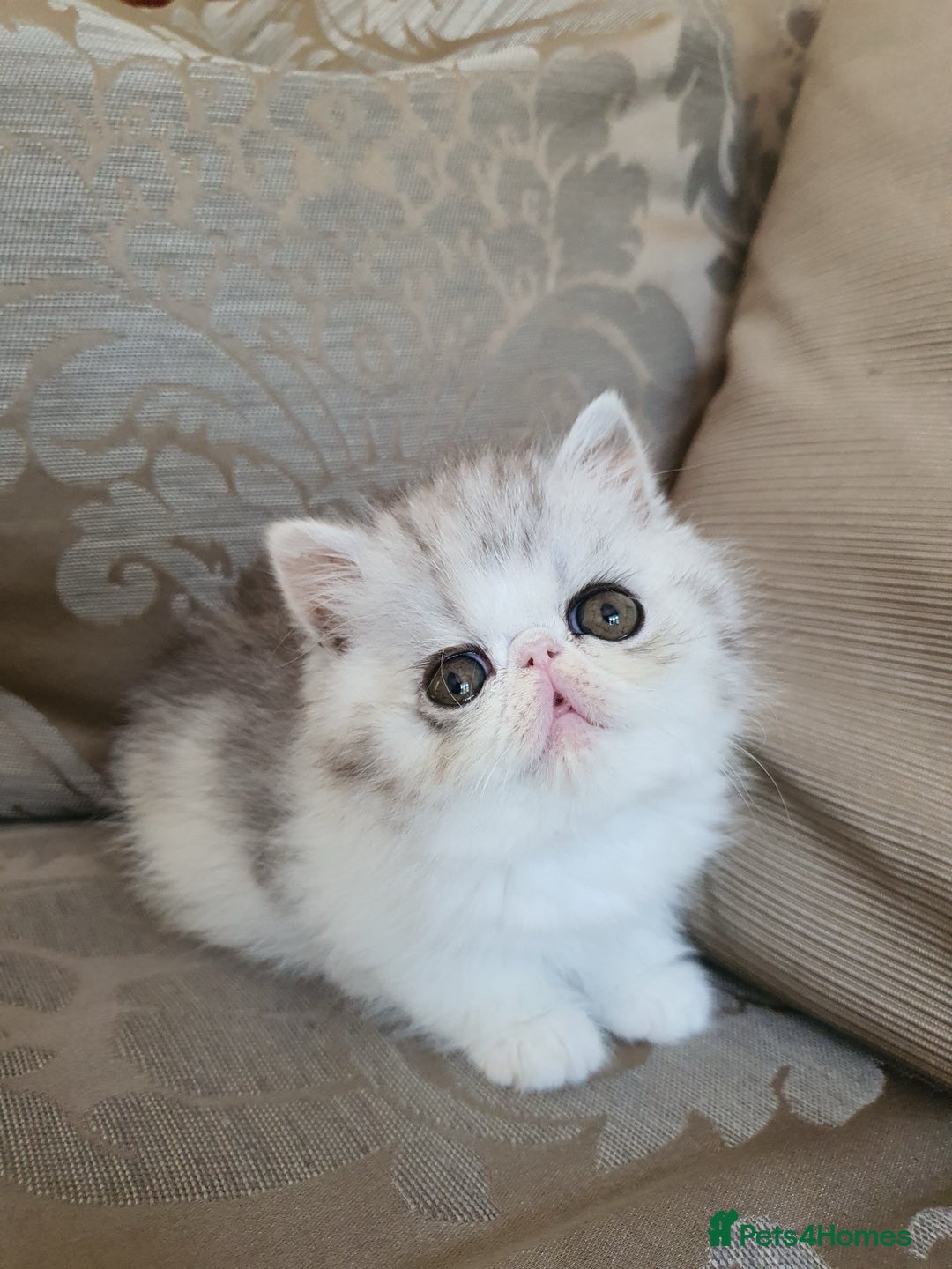 Exotic cats for sale: Stunning pedigree babies - ready to go!  - Advert 1