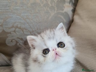 Exotic cats Stunning pedigree babies - ready to go! - Advert 10