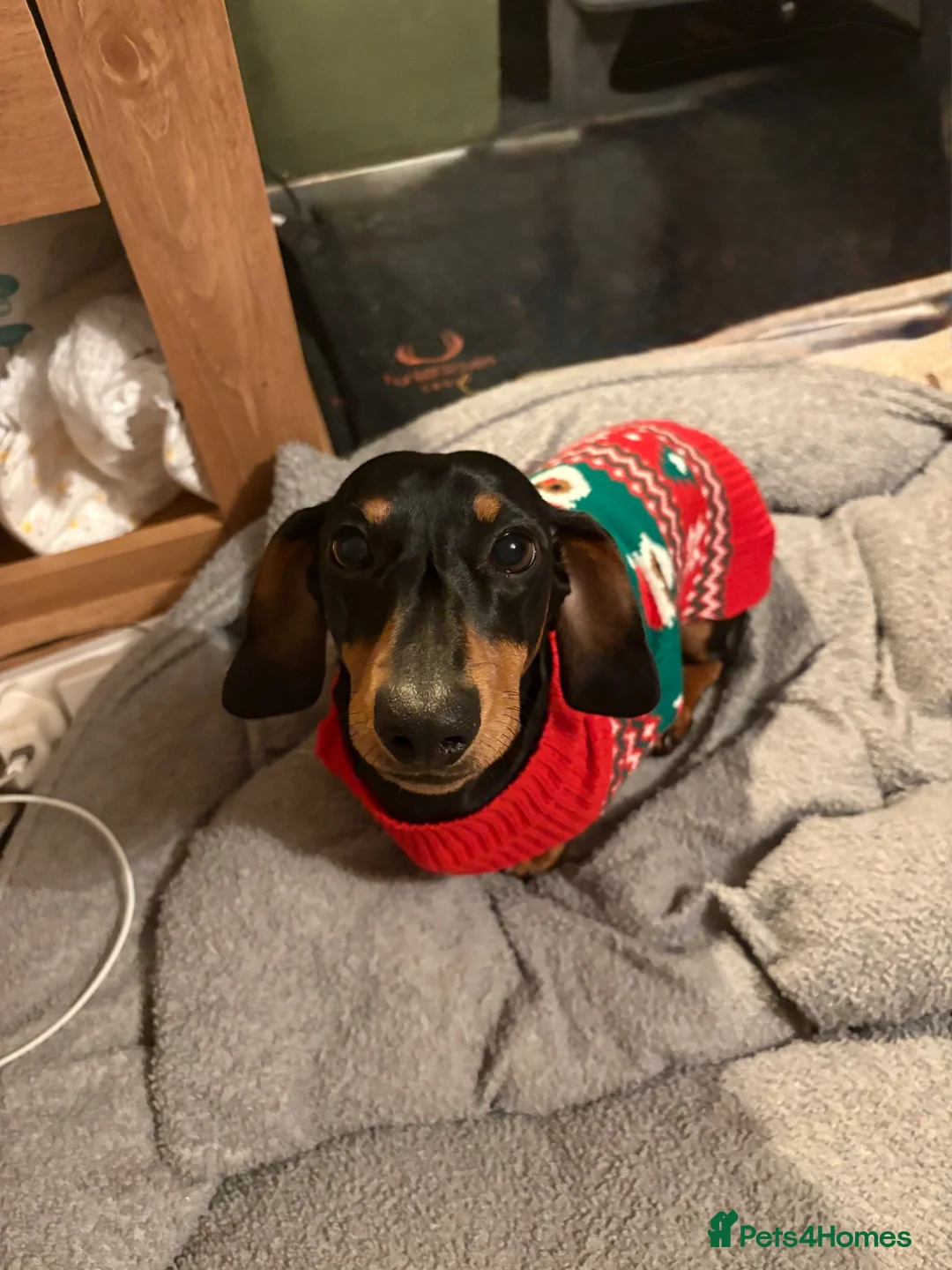 Miniature Dachshund dogs for sale: 2 year old male mini dachshund - Advert 7