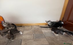 Mixed Breed cats for sale: Kittens for sale  - Image 2