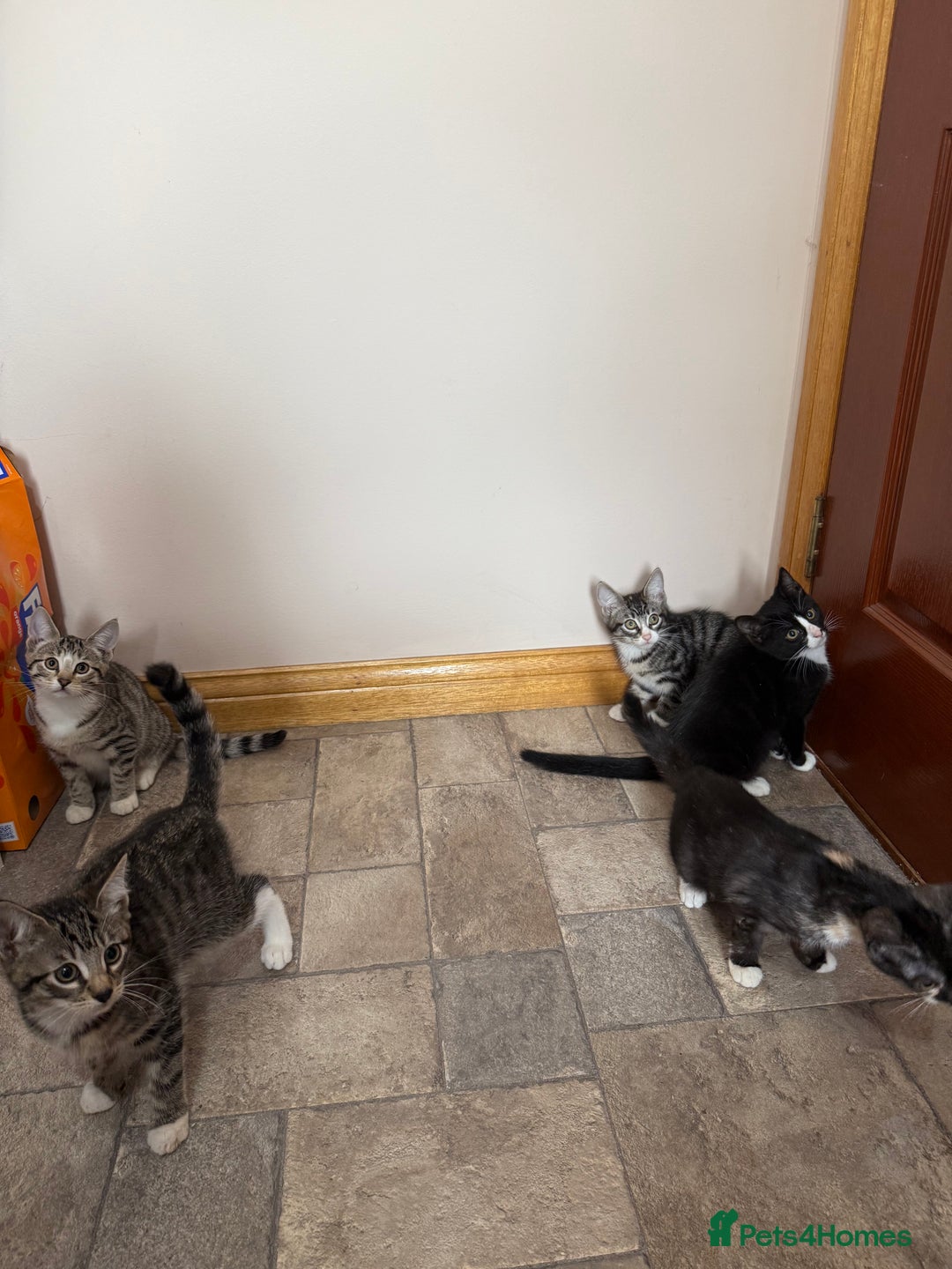 Mixed Breed cats for sale: Kittens for sale  - Image 2