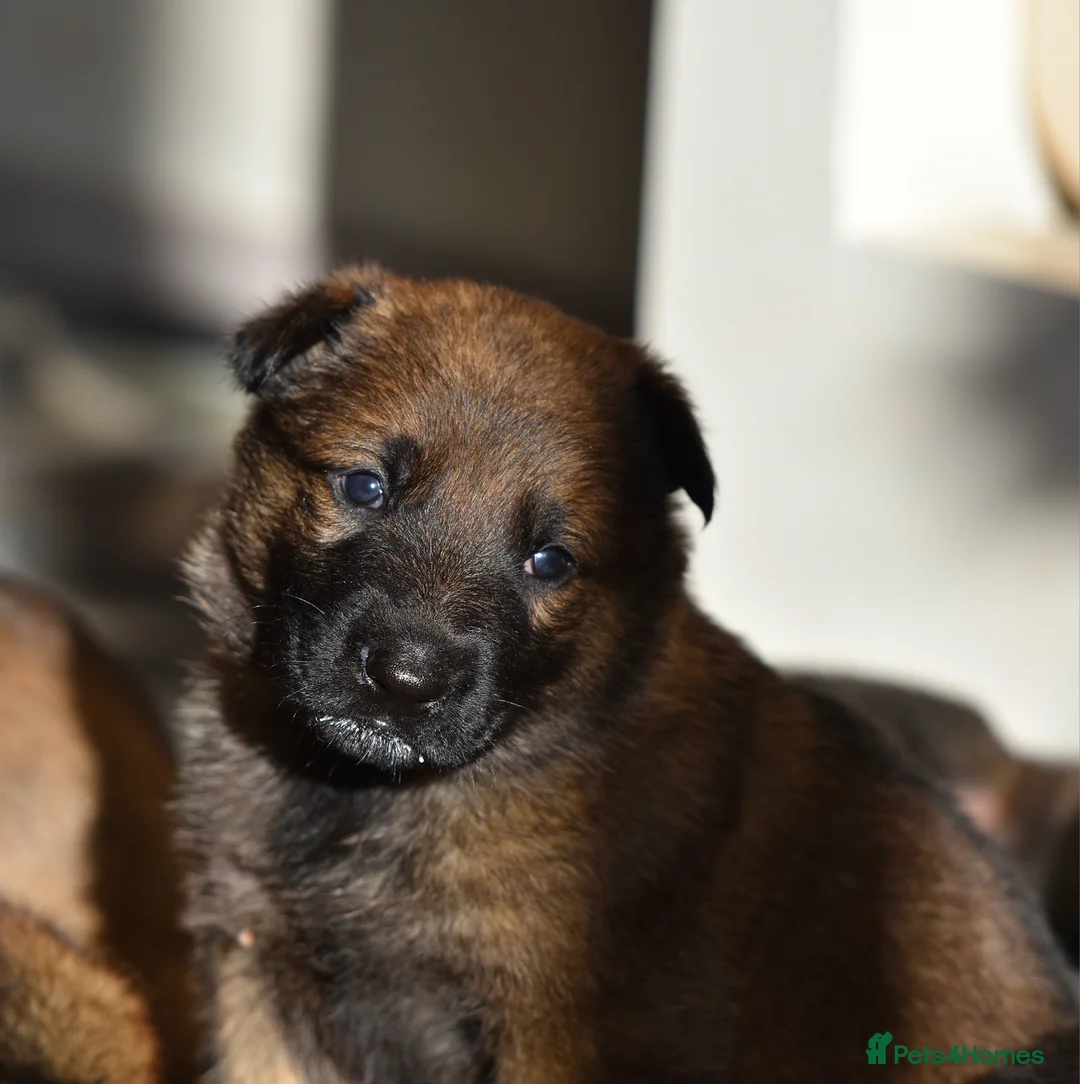 Mixed Breed dogs for sale: GSD × Dutch Herder – Top European Working Lines - Advert 18